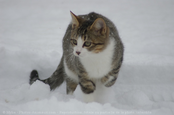 Photo de Chat domestique