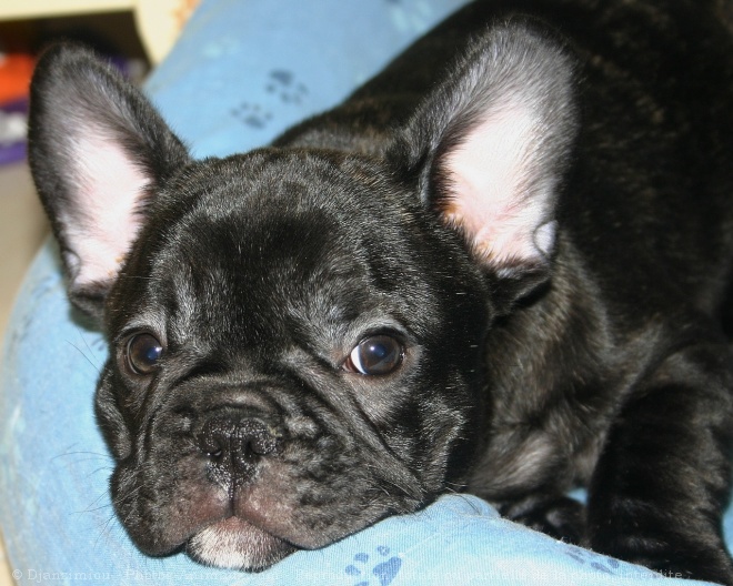 Photo de Bouledogue franais