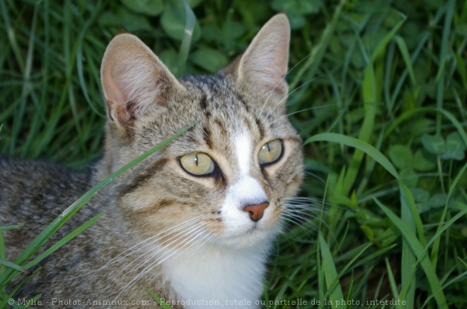 Photo de Chat domestique