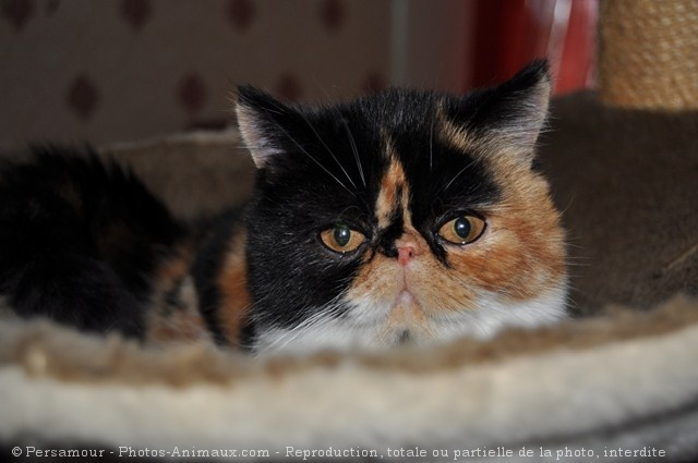 Photo d'Exotic shorthair