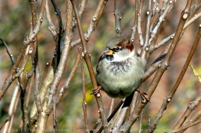 Photo de Moineau