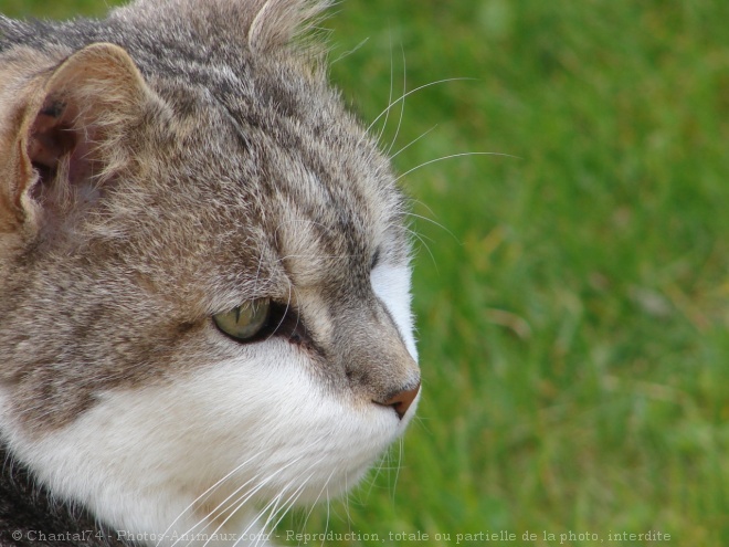 Photo de Chat domestique