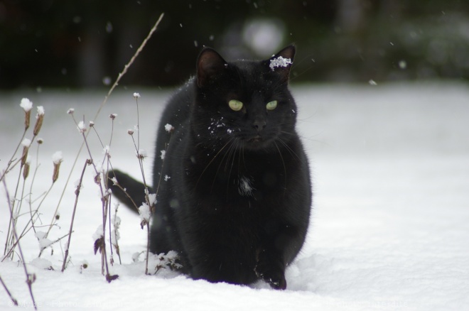 Photo de Chat domestique