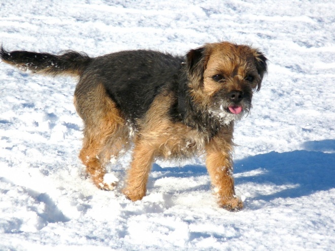 Photo de Border terrier