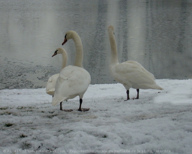 Photo de Cygne