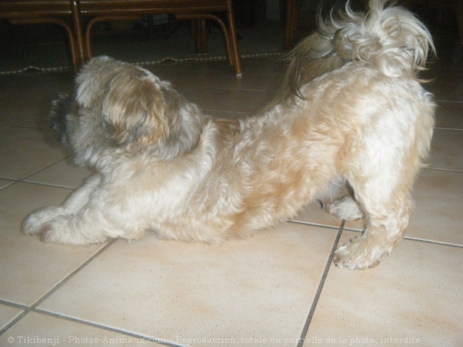 Photo de Shih tzu