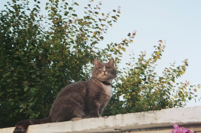 Photo de Chat domestique