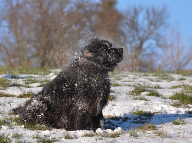 Photo de Chien de terre-neuve