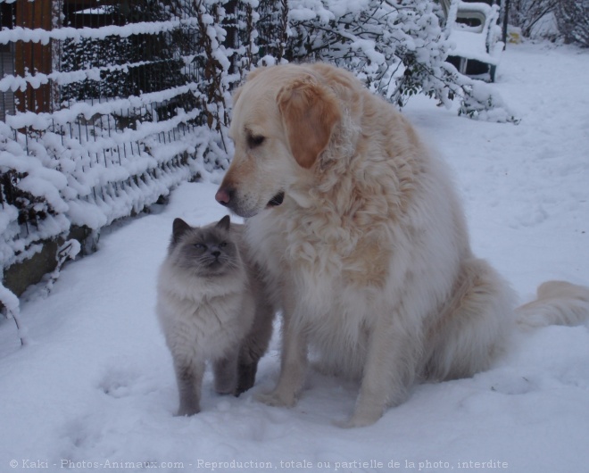 Photo de Golden retriever