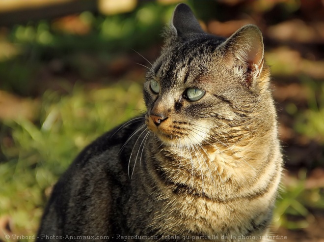 Photo de Chat domestique