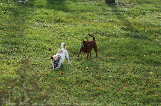 Photo de Pinscher nain