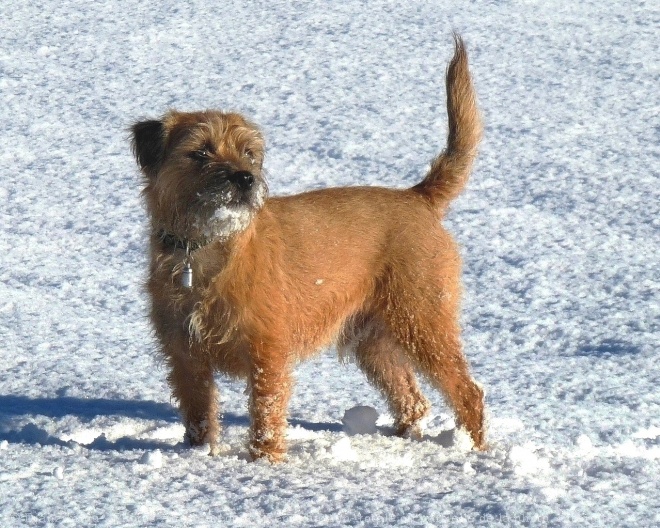 Photo de Border terrier