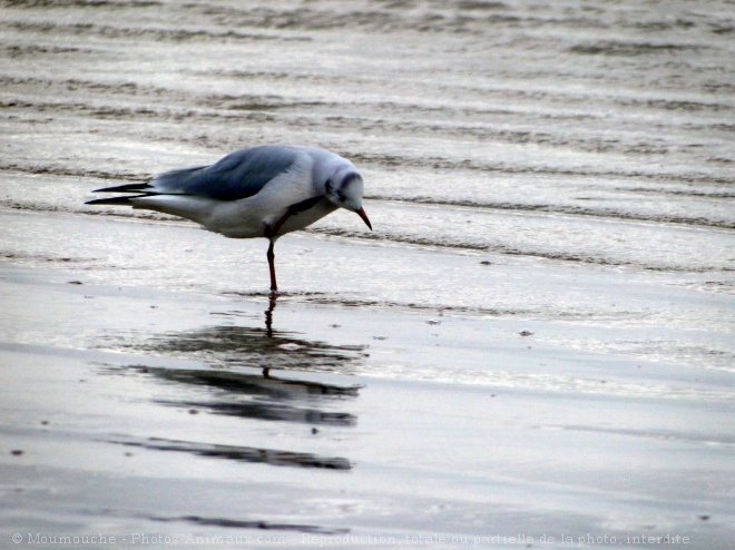 Photo de Mouette