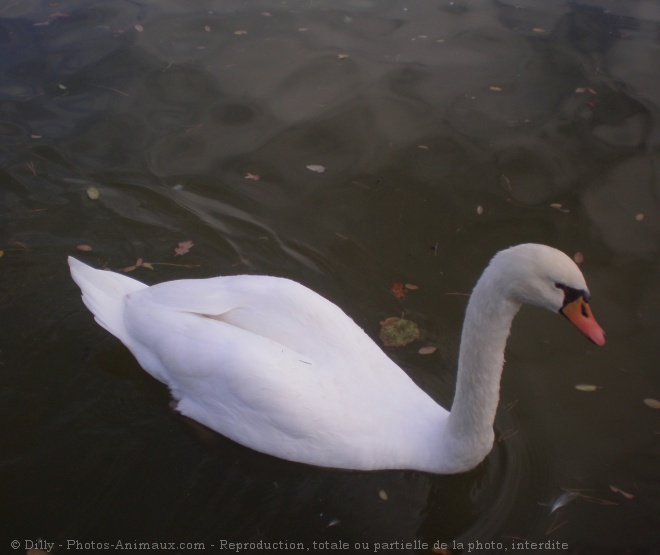 Photo de Cygne