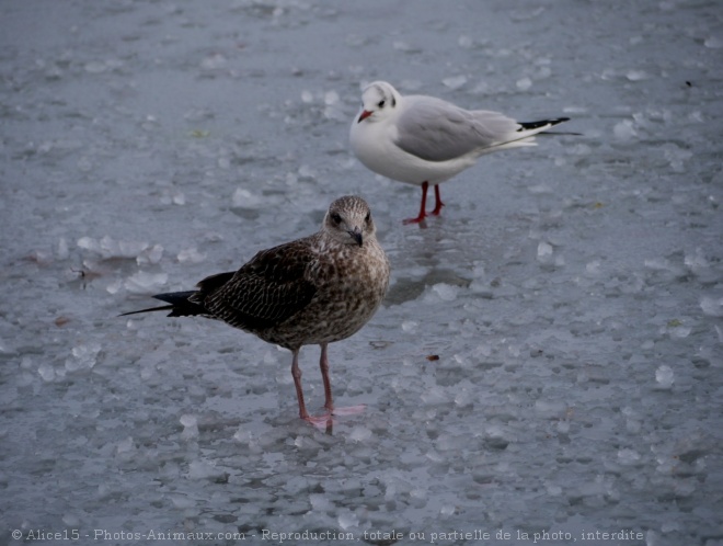 Photo de Races diffrentes