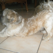 Photo de Shih tzu