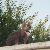 Photo de Chat domestique