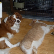 Photo de Cavalier king charles spaniel