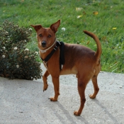 Photo de Pinscher nain