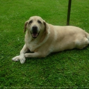 Photo de Labrador retriever