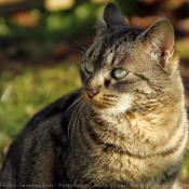 Photo de Chat domestique