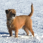 Photo de Border terrier