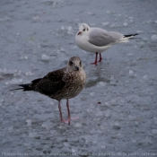 Photo de Races diffrentes