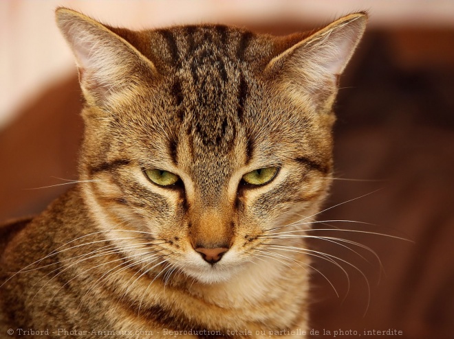 Photo de Chat domestique