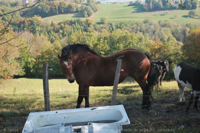 Photo de Franche-montagne