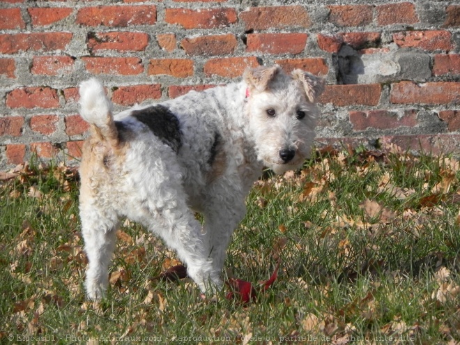 Photo de Fox terrier  poil dur