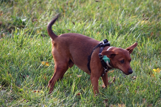 Photo de Pinscher nain