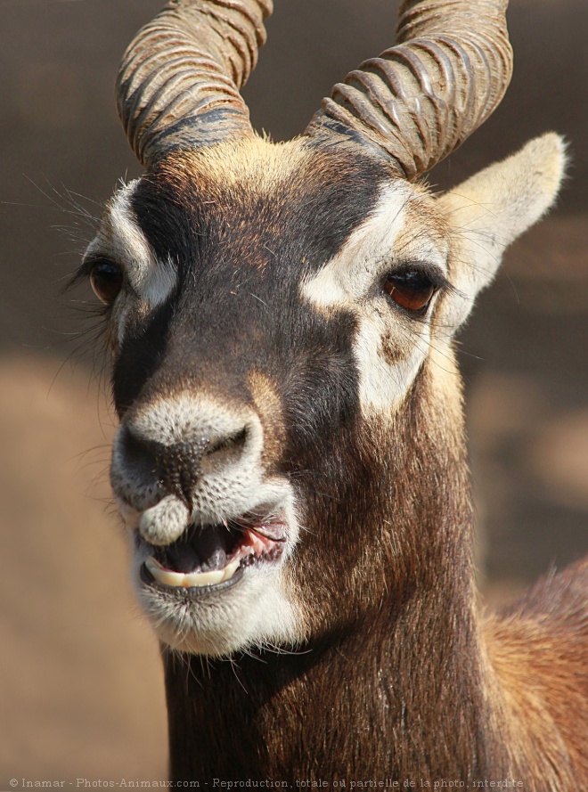 Photo d'Antilope