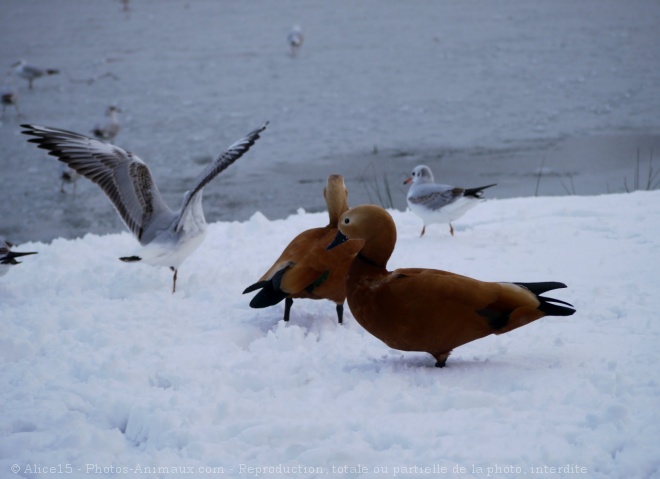 Photo de Canard tadorne casarca