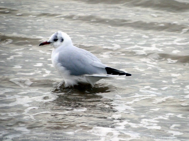 Photo de Mouette