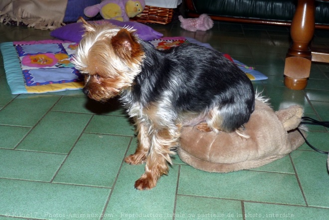 Photo de Yorkshire terrier