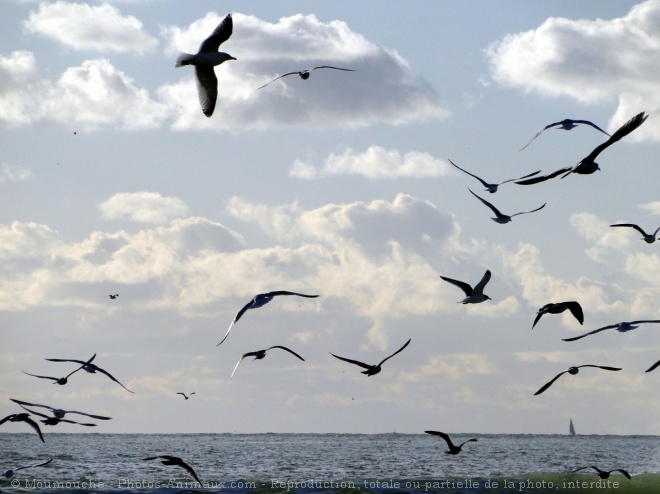 Photo de Mouette