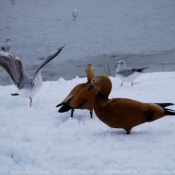 Photo de Canard tadorne casarca