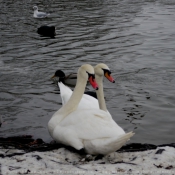 Photo de Cygne