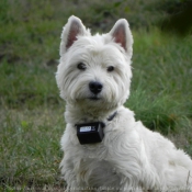 Photo de West highland white terrier