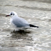 Photo de Mouette