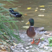 Photo de Canard colvert