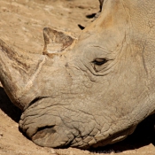 Photo de Rhinocros