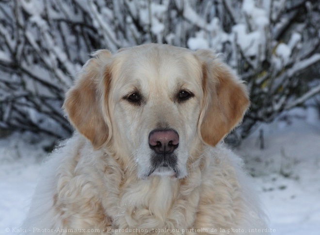 Photo de Golden retriever