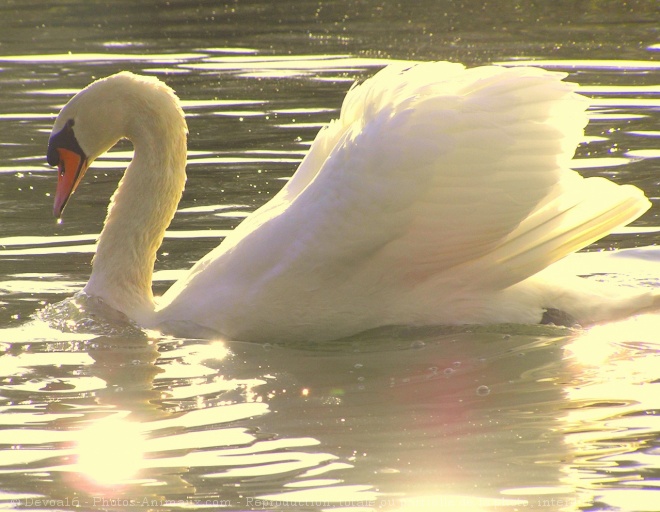 Photo de Cygne