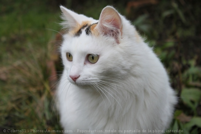 Photo de Chat domestique