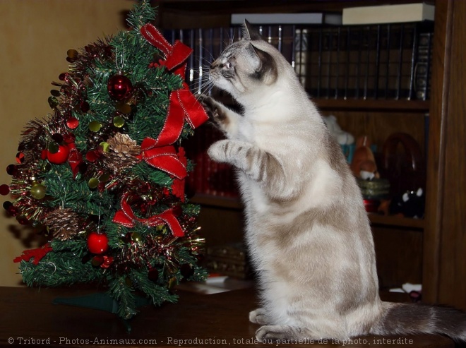 Photo de Chat domestique