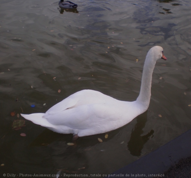 Photo de Cygne