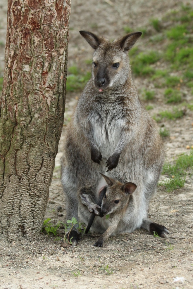 Photo de Wallaby