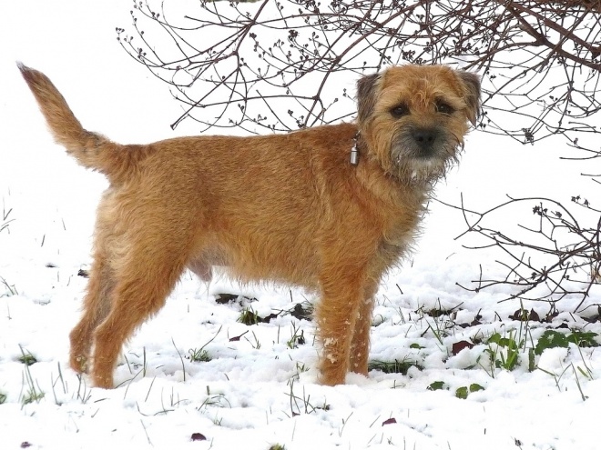 Photo de Border terrier