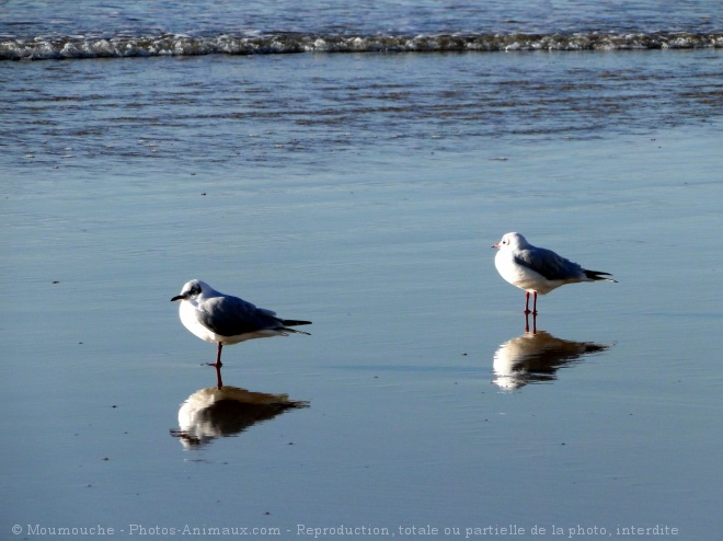 Photo de Mouette